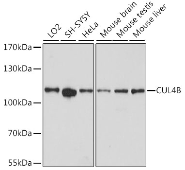 CUL4B Antibody