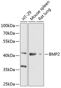 BMP2 Antibody