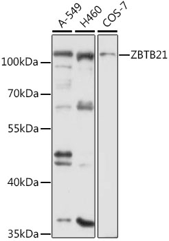 ZBTB21 Antibody