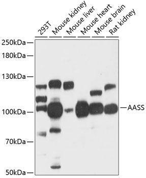 AASS Antibody