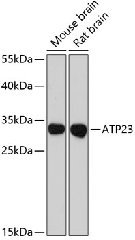 ATP23 Antibody