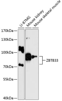 ZBTB33 Antibody