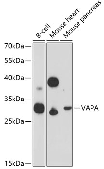 VAPA Antibody