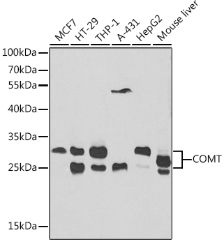 COMT Antibody