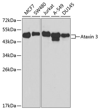 Ataxin 3 Antibody