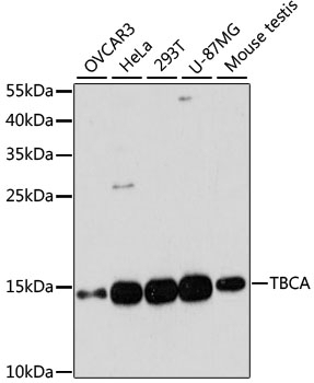 TBCA Antibody
