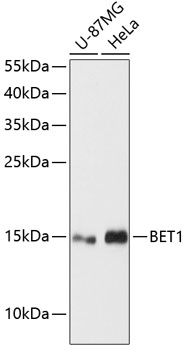 BET1 Antibody