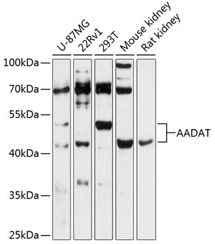 AADAT Antibody