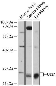 USE1 Antibody