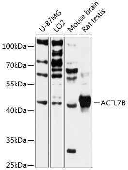 ACTL7B Antibody