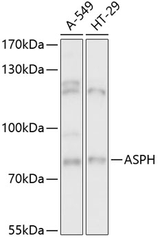 ASPH Antibody