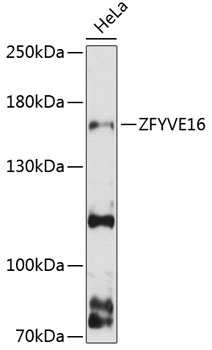 ZFYVE16 Antibody