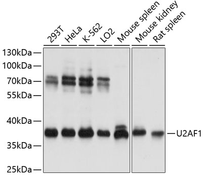 U2AF1 Antibody