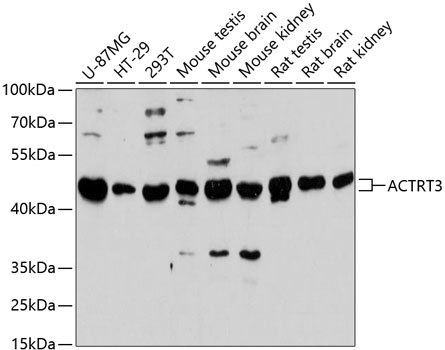 ACTRT3 Antibody