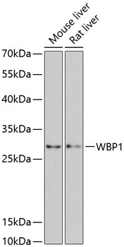 WBP1 Antibody