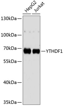 YTHDF1 Antibody