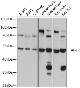 AGER Antibody