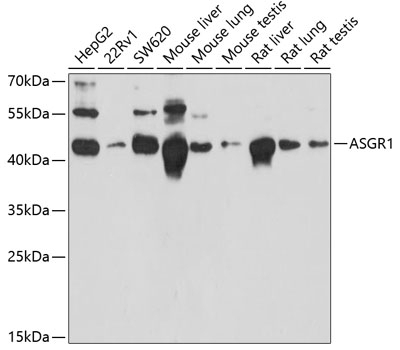 ASGR1 Antibody
