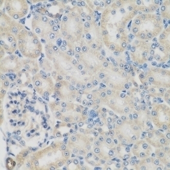 GPI Antibody - Cat. No. 14-906 | ProSci