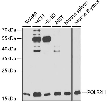 POLR2H Antibody
