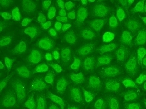 CXXC1 Antibody