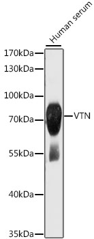 VTN Antibody