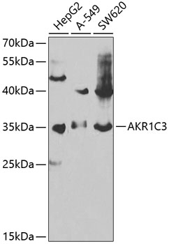 AKR1C3 Antibody