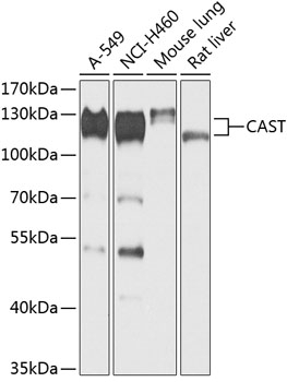 CAST Antibody