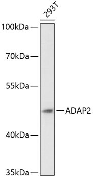 ADAP2 Antibody