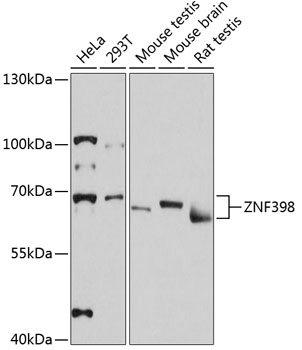 ZNF398 Antibody