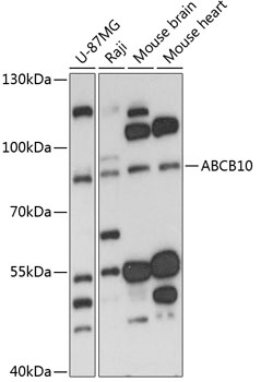 ABCB10 Antibody