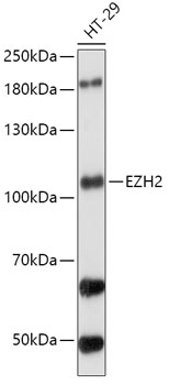 EZH2 Antibody