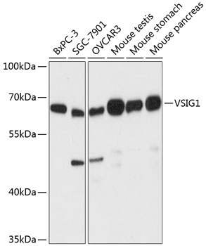 VSIG1 Antibody