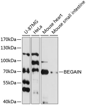BEGAIN Antibody