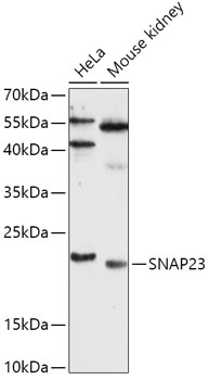 SNAP23 Antibody