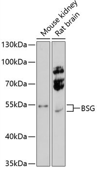 BSG Antibody