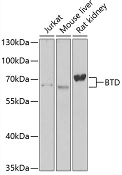 BTD Antibody