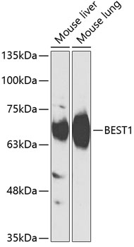 BEST1 Antibody