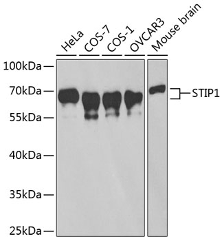 STIP1 Antibody