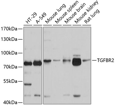 TGFBR2 Antibody