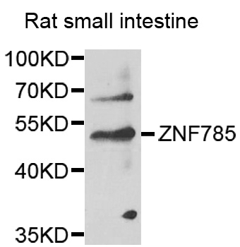 ZNF785 Antibody