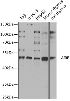 AIRE Antibody