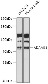 ADAM11 Antibody