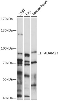 ADAM23 Antibody
