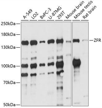 ZFR Antibody