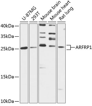 ARFRP1 Antibody