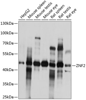 ZNF2 Antibody