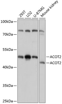 ACOT2 Antibody