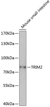 TRIM2 Antibody