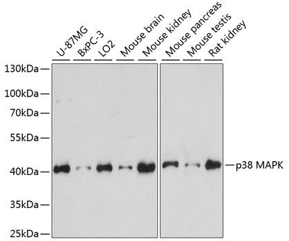 p38 MAPK Antibody